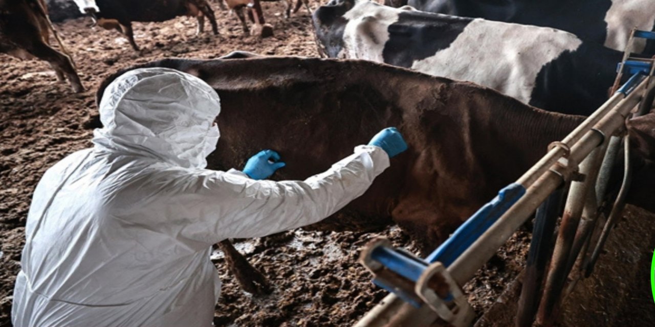 Bolu’da 1 aylık şap karantinası sona erdi
