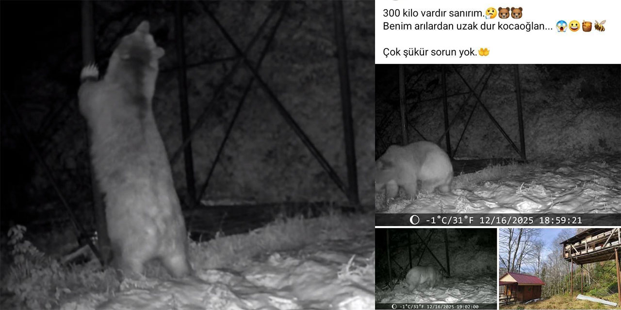 Arı kovanlarına ulaşmaya çalışan ayı kamerada