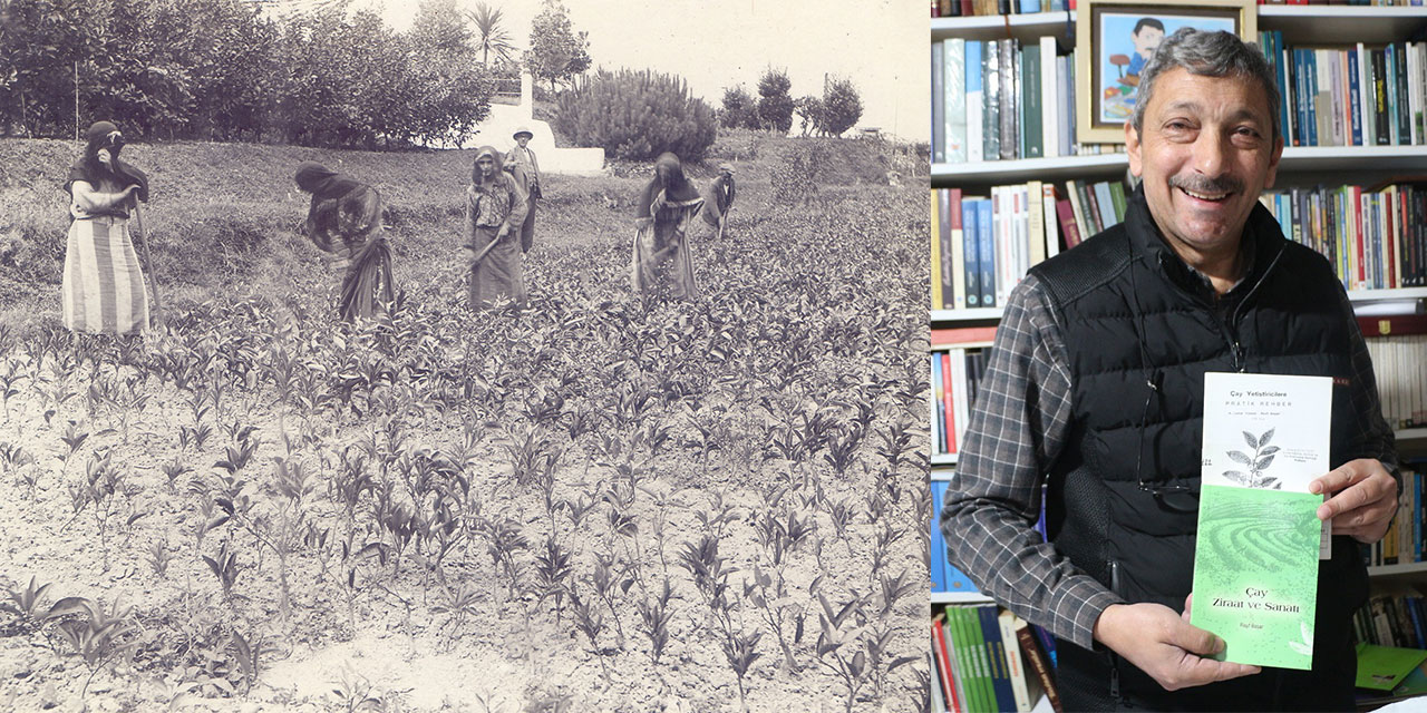 Rize Çayında Tarihi Ezber Bozan Arşiv 70 Yıllık Sır Çözüldü: Rize Çayının Bilinen Tarihi Değişti!