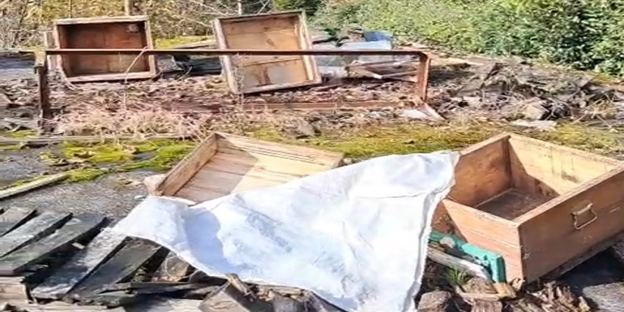 Rize'de ayının kovanlarına saldırdığı üreticiden "Ben şimdi ne edeyim?" tepkisi