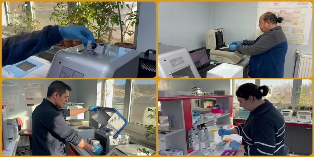 Kovid-19 ve benzeri salgınlara karşı domates kullanarak yenilebilir aşı üretmeyi hedefliyorlar