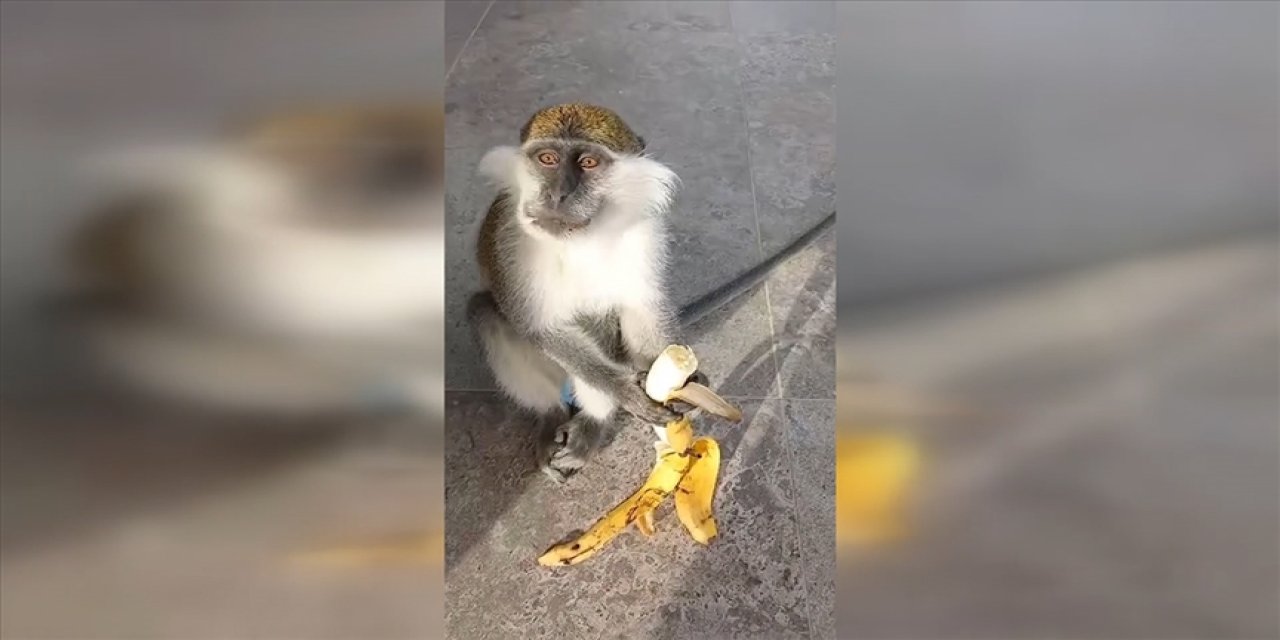 Giresun'da hayvanat bahçesinden kaçan maymun yakalandı