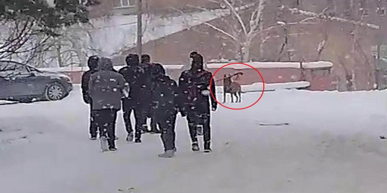 Okul bahçesine giren kurt köpeği öğrencilere saldırdı; 3 yaralı