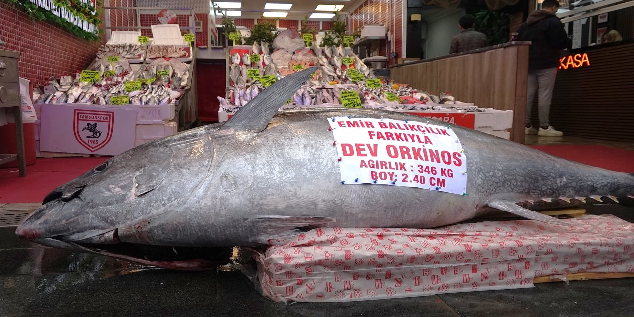 Düzce’de avlanan 346 kiloluk orkinos, Samsun’da satışa çıkarıldı