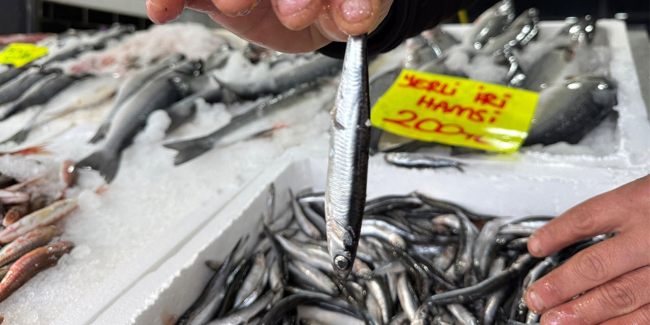 'Karadeniz’de yoğun av baskısı sonucu hamsi Gürcistan’a göç etti'