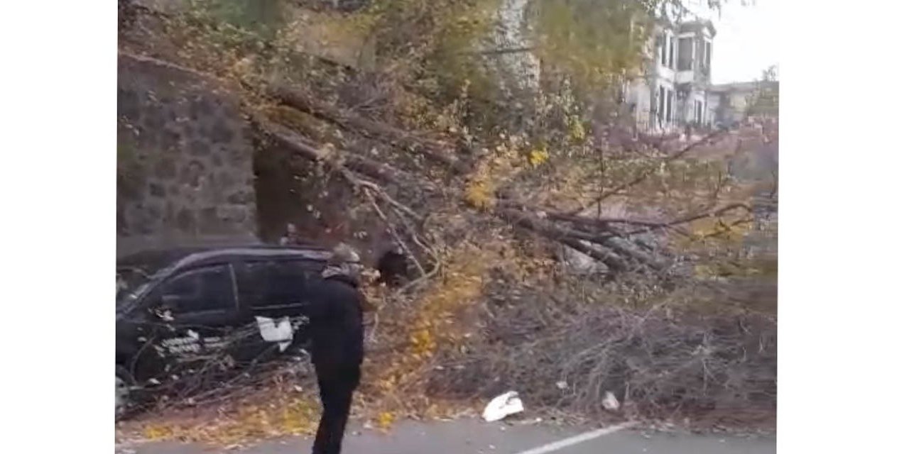 Samsun'da fırtına; ağaçlar devrildi