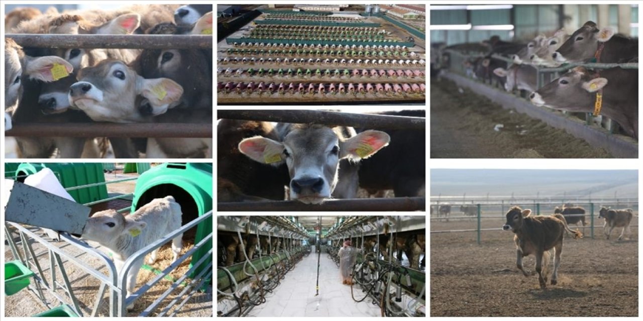 Anadolu Tarım İşletmesi, damızlık sığır yetiştiriciliğiyle de hayvancılığa katkı sunuyor