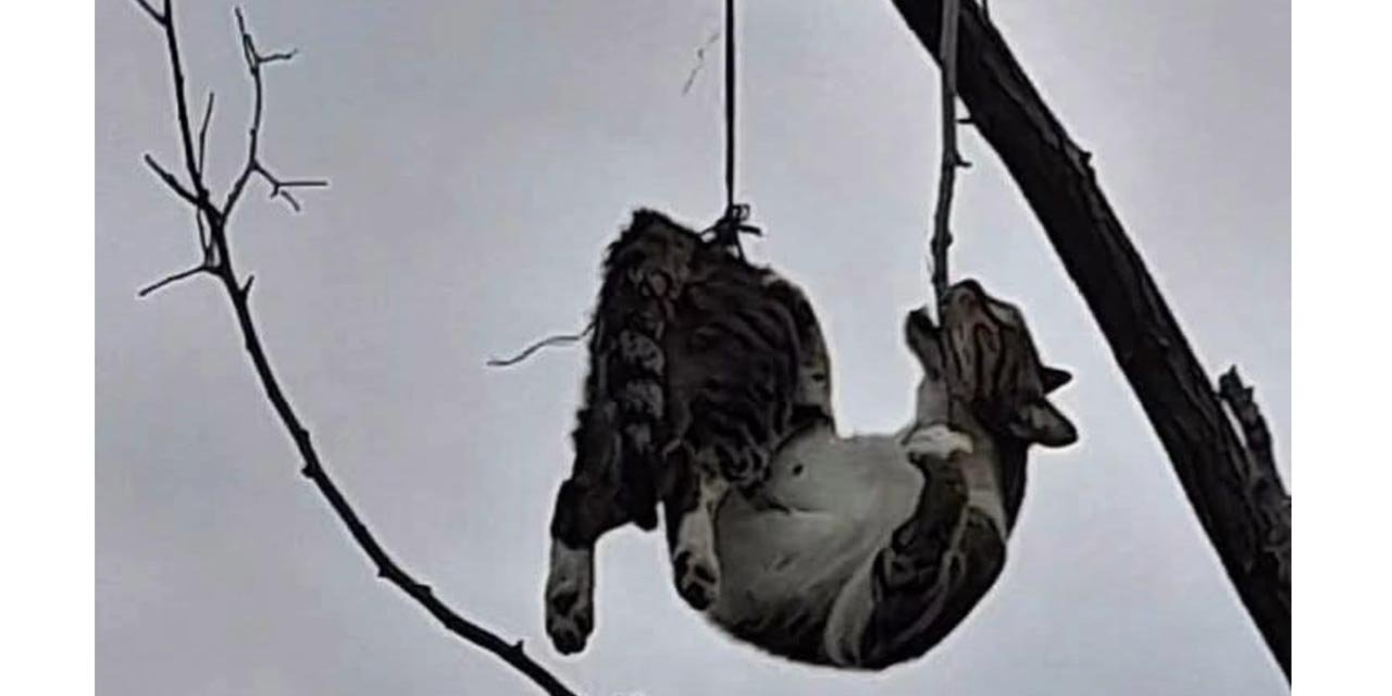 Samsun’da ağaca asılı bulunan kedi kurtarıldı