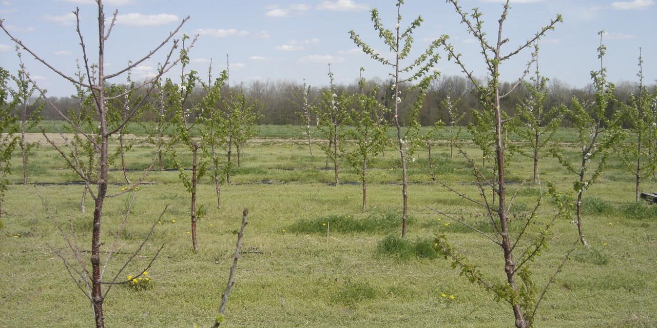 Arazide en fazla zararı ilkbahar donu verir