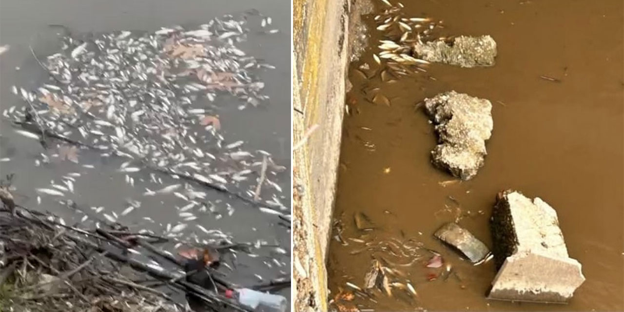 Yeşilırmak'ta balık ölümleri görüldü