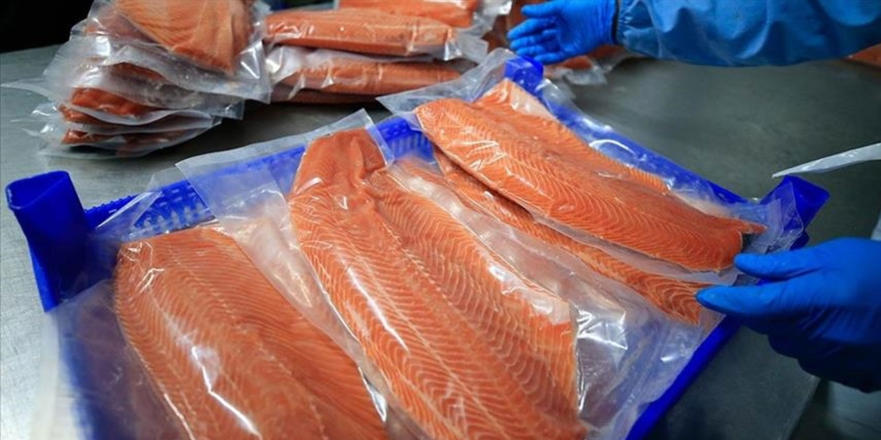 Türk somonu ihracatı 2025'te 520 milyon doları aştı