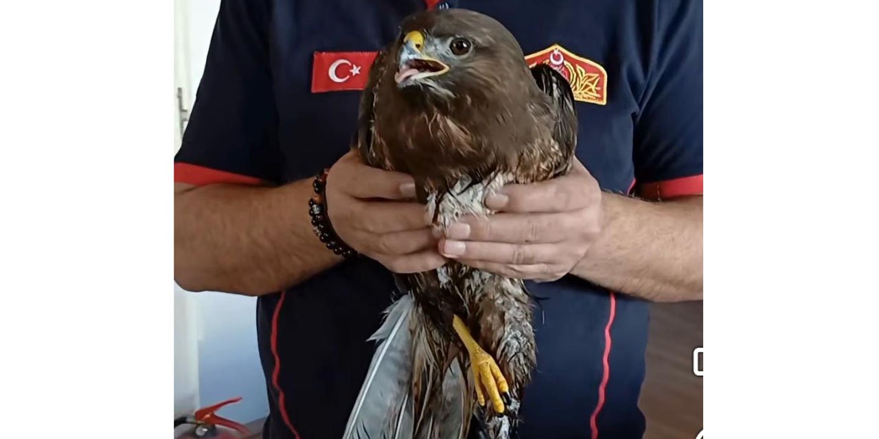 Giresun'da yaralı halde bulunan şahin koruma altına alındı