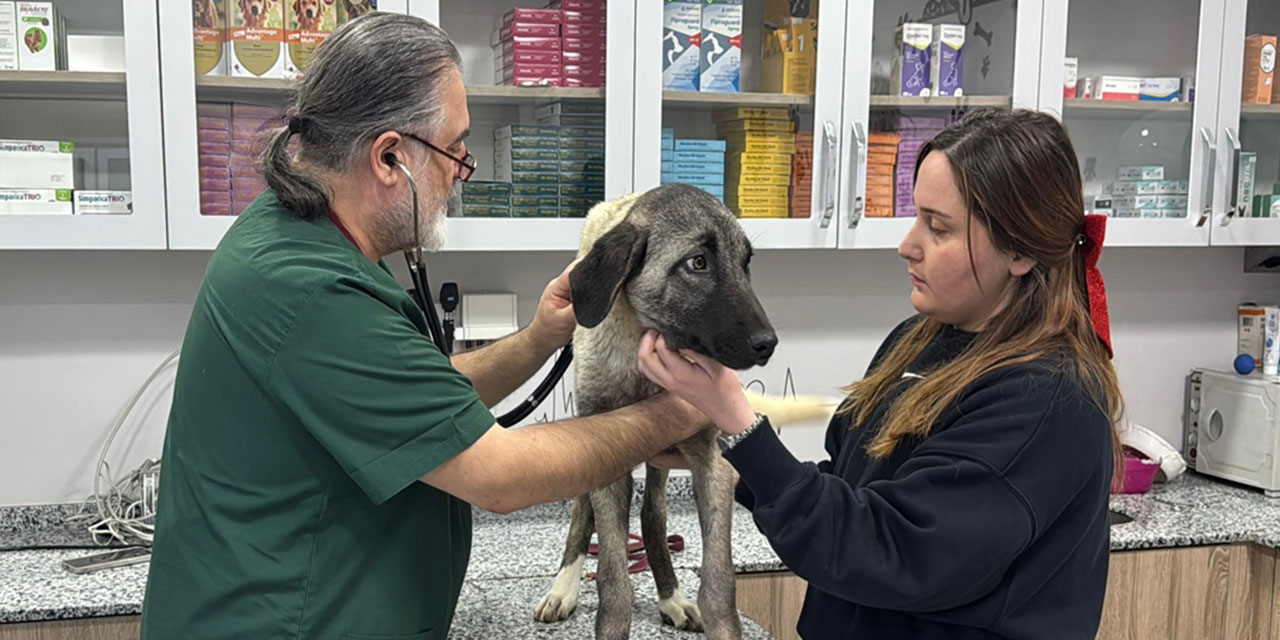 Ordu’da 10 gün içerisinde 3 sokak köpeği ‘domuz kurşunu’ ile vuruldu