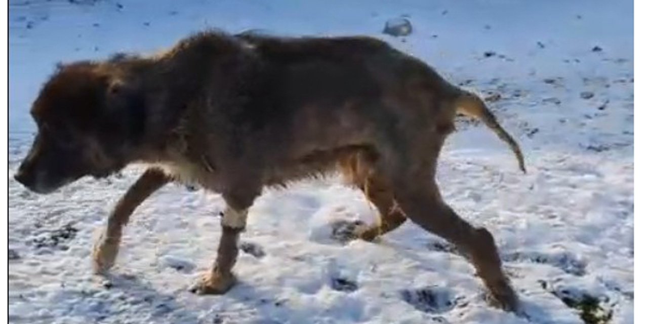 Üzerinden otomobil geçen köpek yürümeye başladı