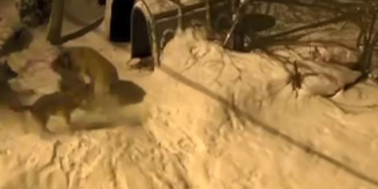 Artvin'de cesur bekçi köpeği 6 kurda meydan okudu