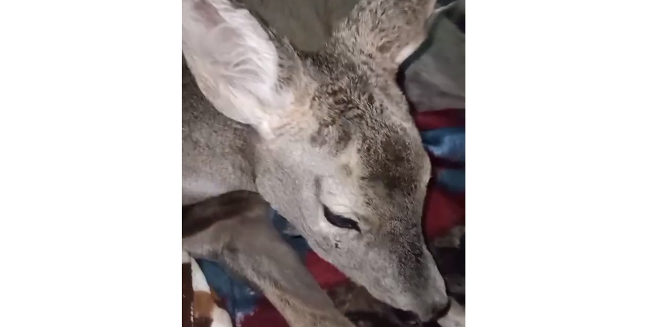 Yaralı bulduğu karacayı evine götürdü