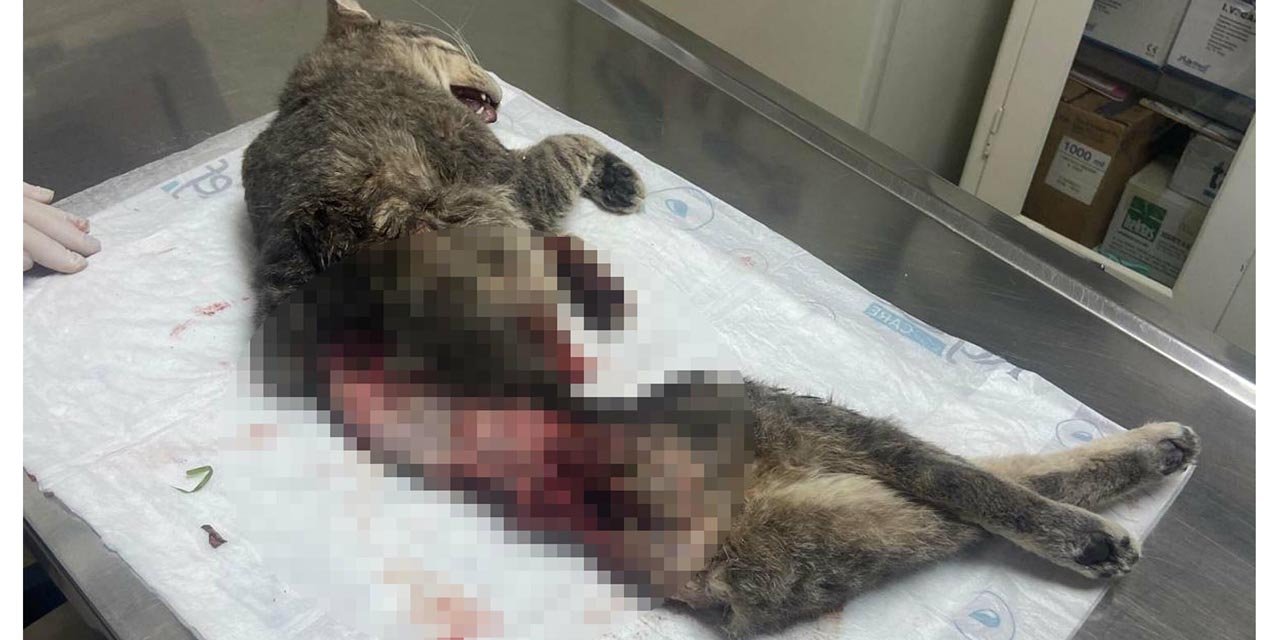 Bodrum'da kedi, derisi yüzülmüş, kuyruğu kesilmiş halde ölü bulundu