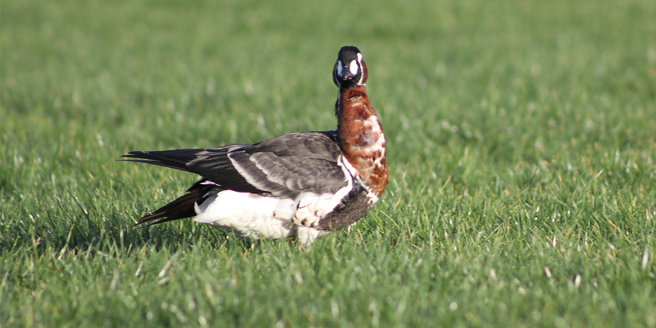 Rize'de Sibirya kazı görüntülendi