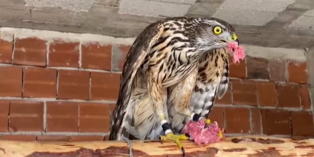 Danıştay Kararı Atmacacılık Geleneğini Tehlikeye Soktu