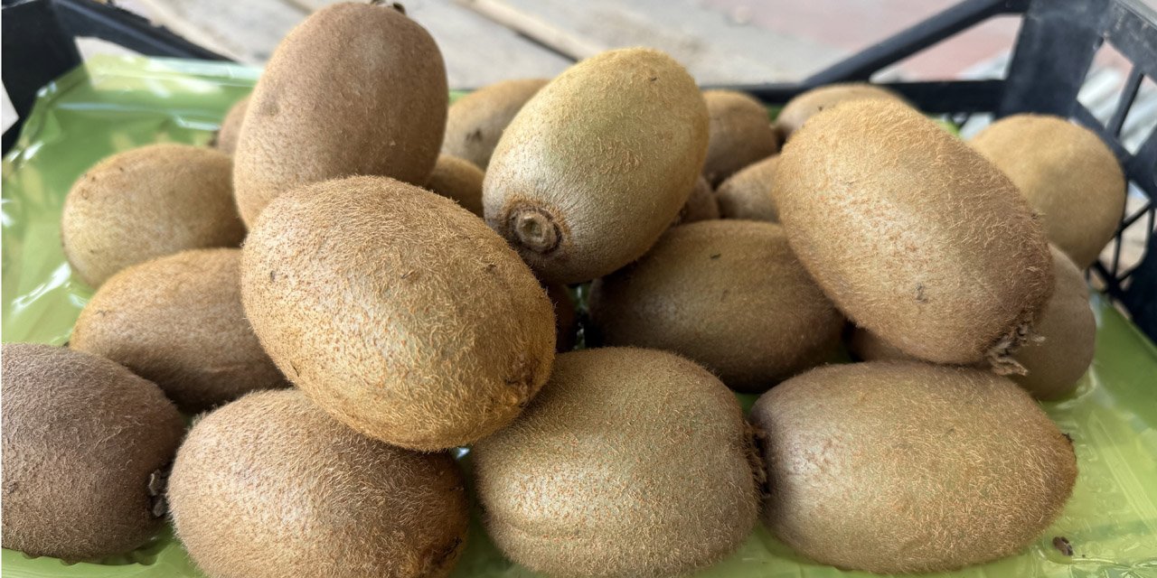 Dev kiviler ağırlıklarıyla rekor kırdı, Avrupa pazarının dikkatini çekti