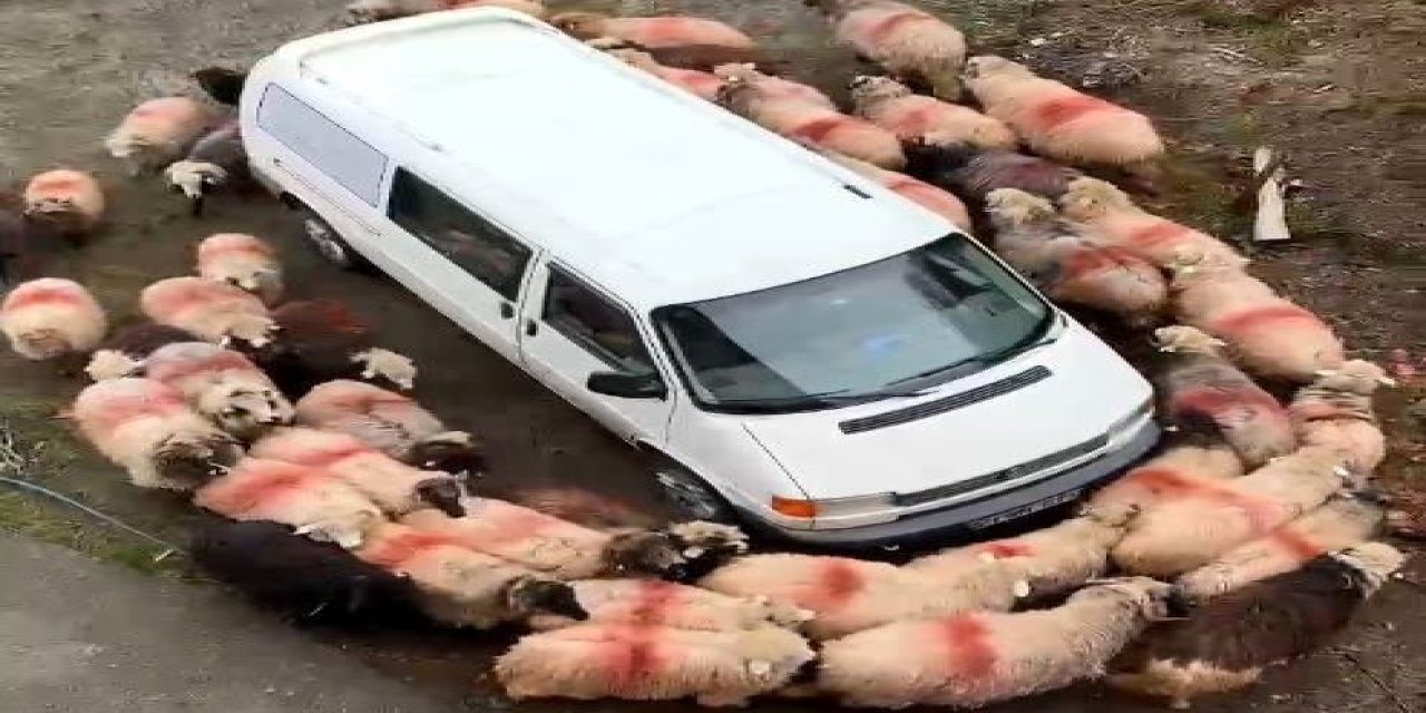 Koyunlar minibüsün etrafında dakikalarca döndü