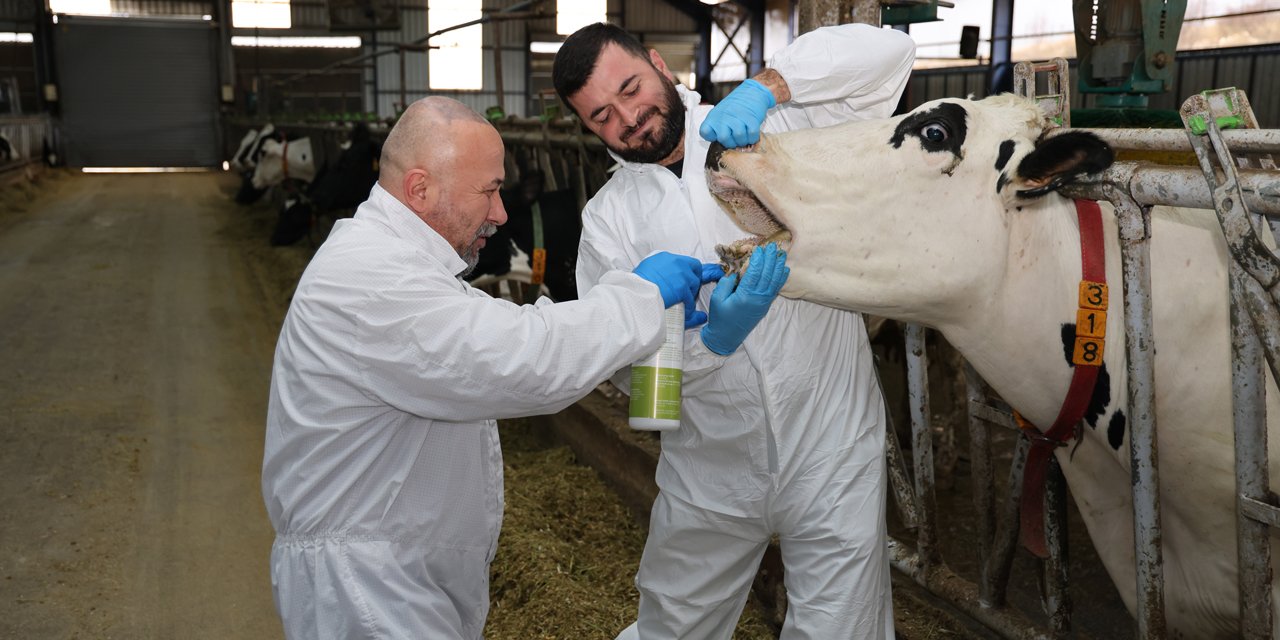 Şap hastalığında iyileşme sürecini hızlandıran bitkisel sprey üretildi