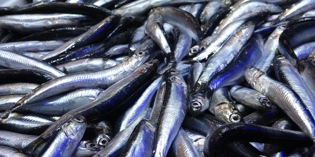 Karadeniz'de sezon sonu bereketi