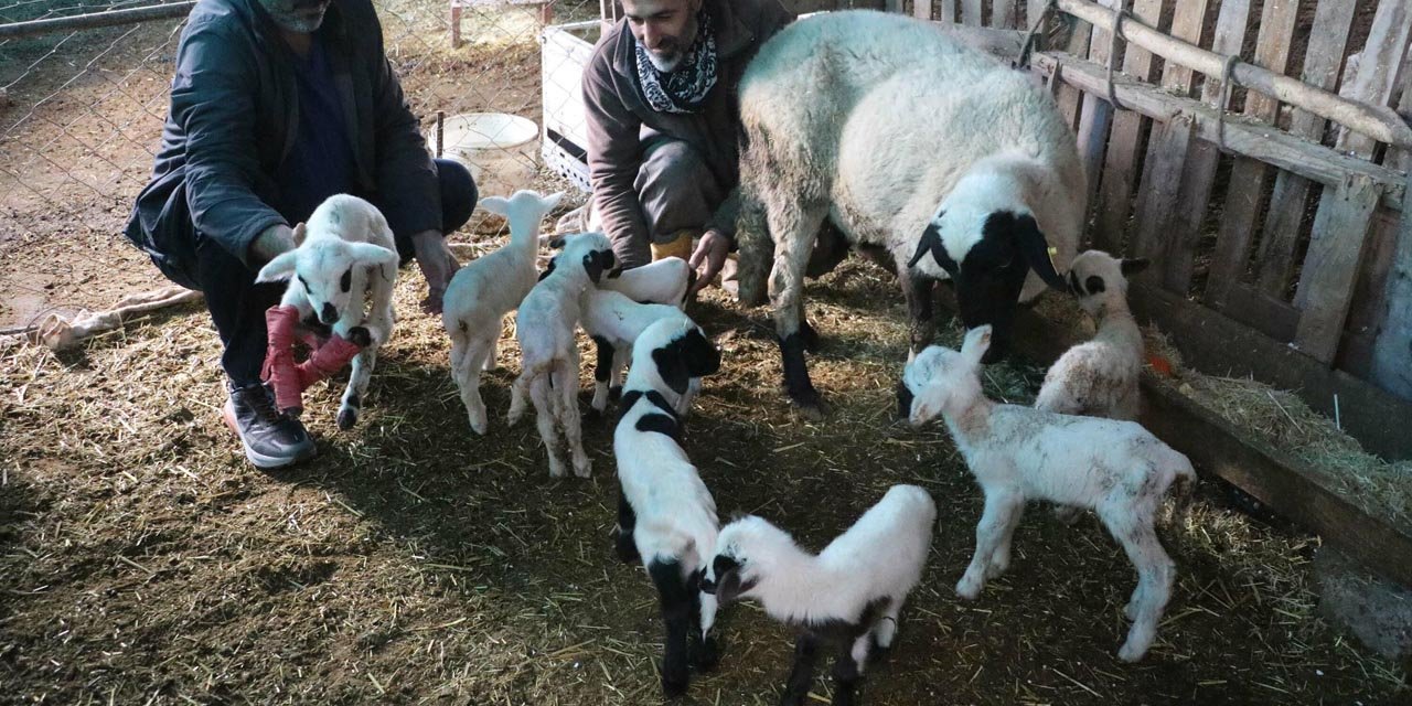 Denizli'de koyun tek batında 9 yavru doğurdu