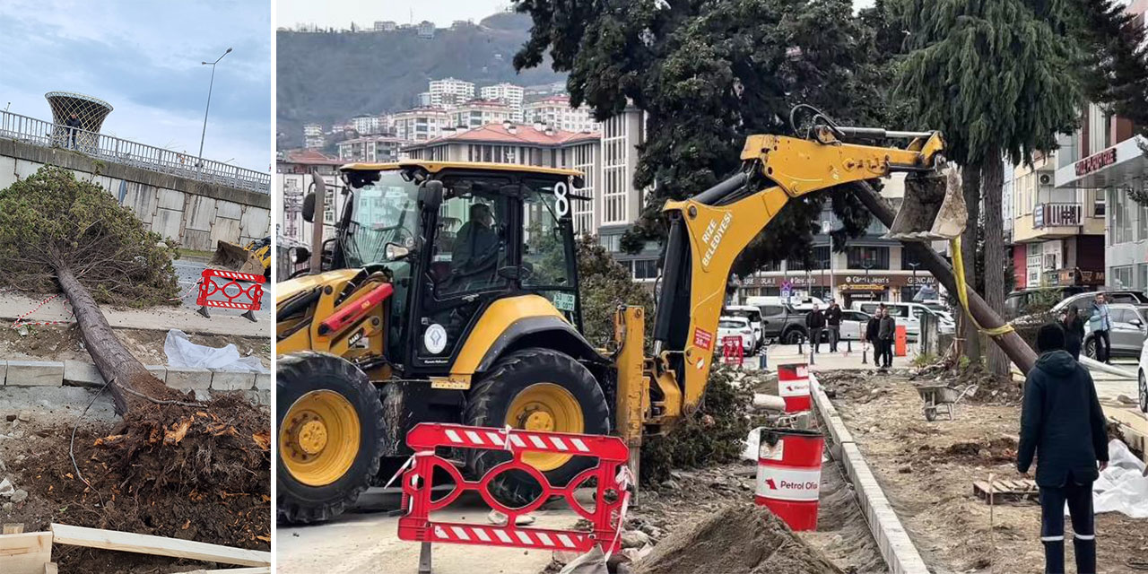 Rize’de fırtına ağacı devirdi