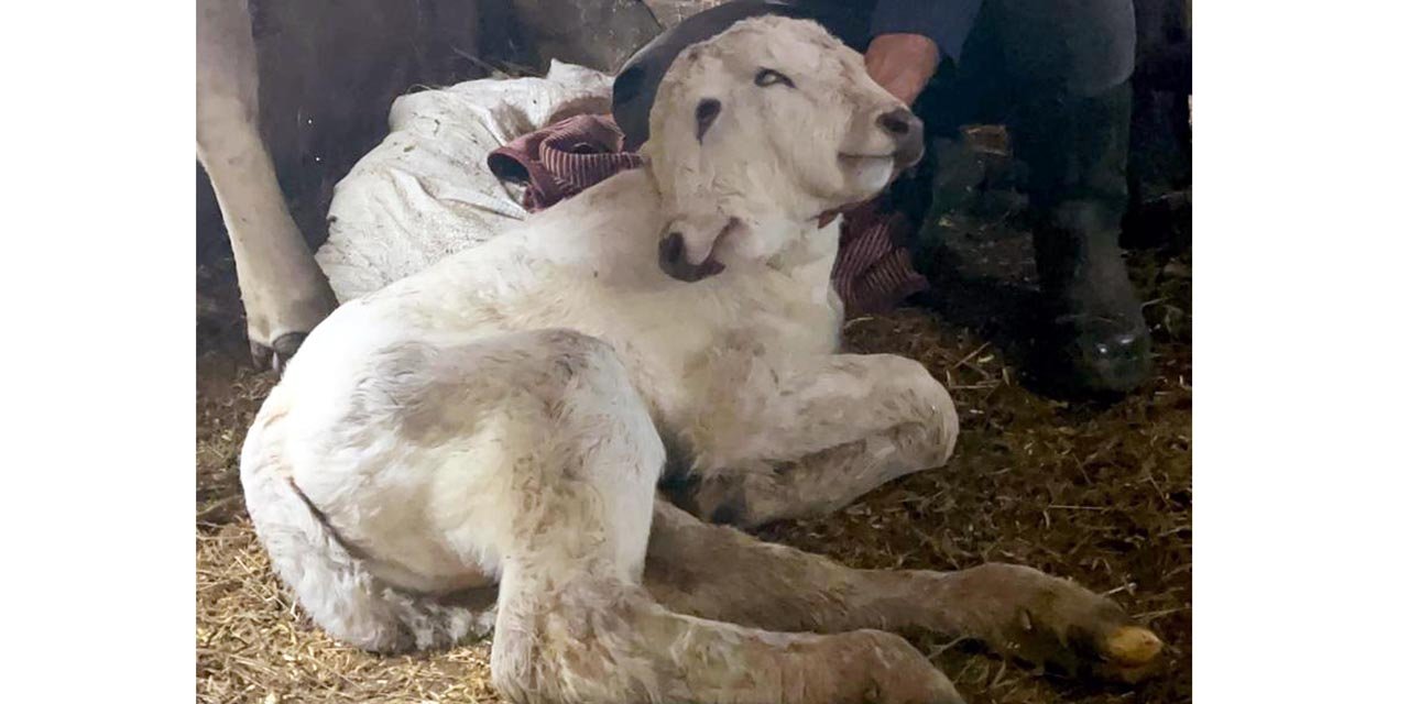 Erzurum'da çift başlı buzağı dünyaya geldi