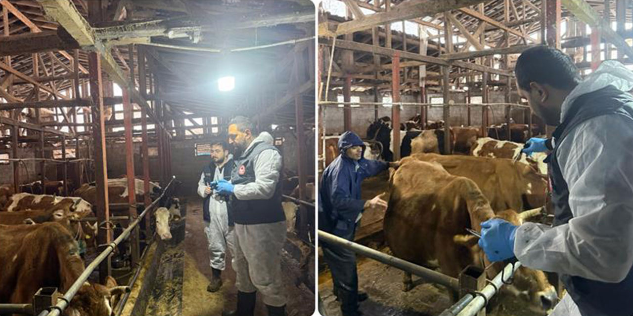 Rize’de ilkbahar şap aşılama çalışmaları başladı