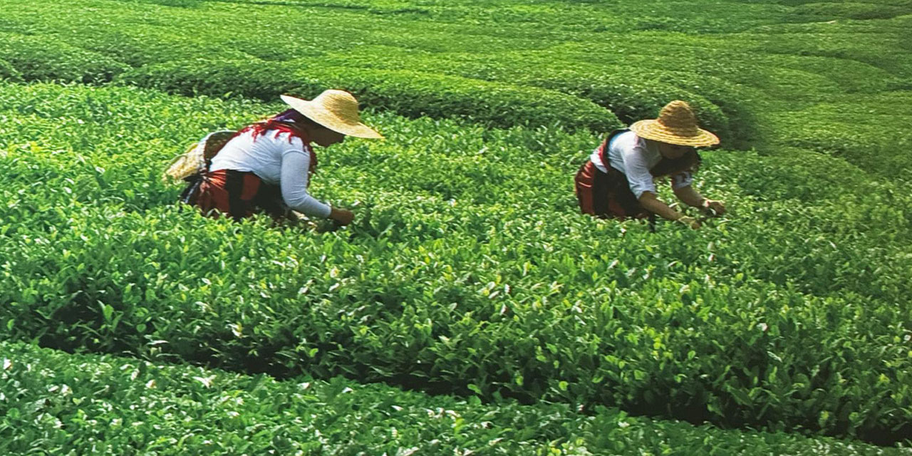 Rize, Mevsimlik İşçi Ücretlerinde Türkiye Şampiyonu