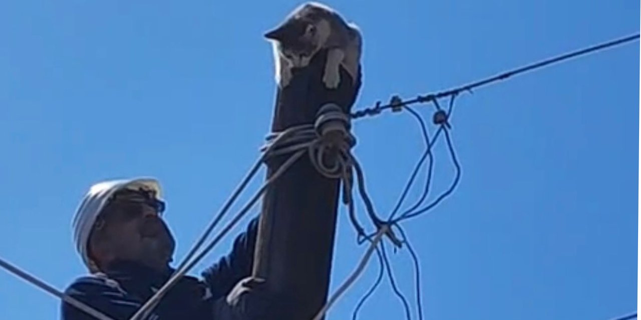 Elektrik direğinde mahsur kalan kediyi ekipler kurtardı