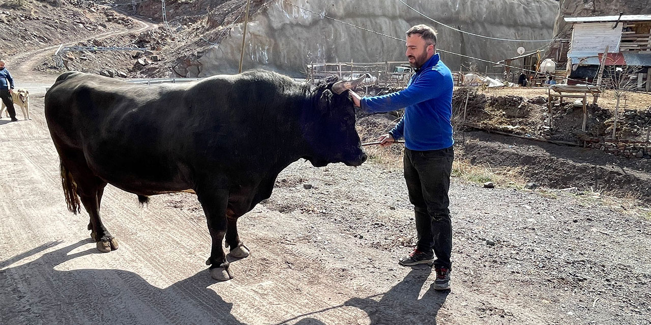 Menüsünde fındık ve pekmez olan boğalar kampta