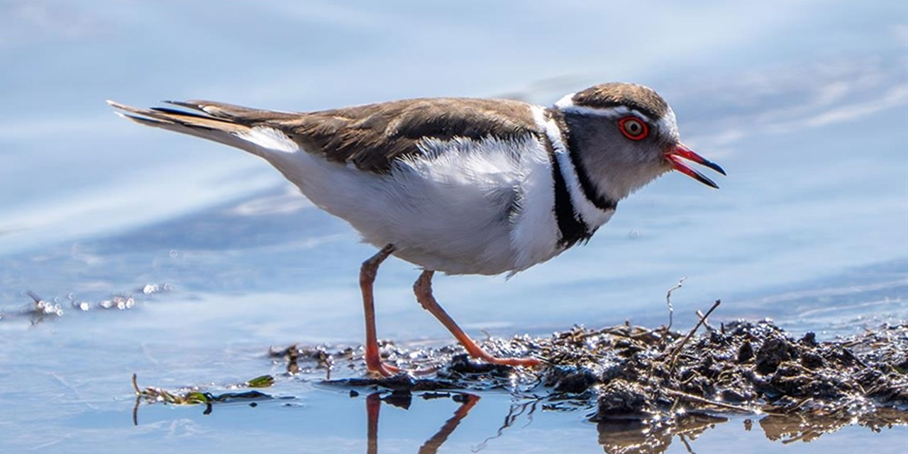 Türkiye'de ilk kez "takkeli cılıbıt" kuşu, Gaziantep'te görüldü
