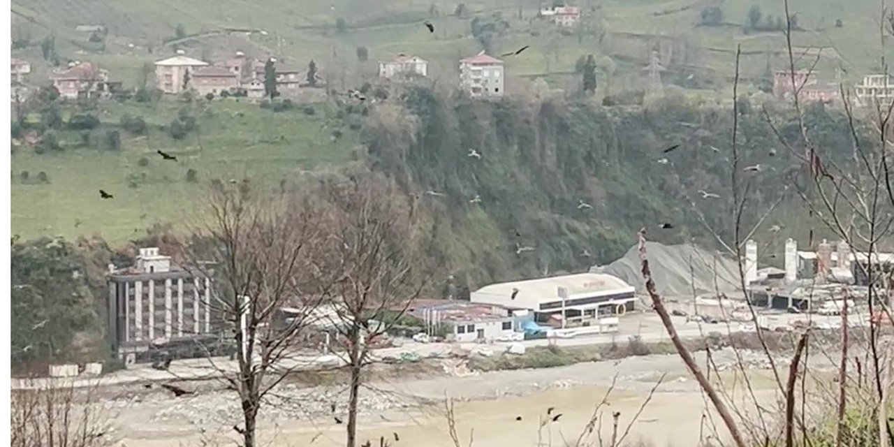 Rize'de gökyüzünde süzülen şahin sürüsü kamerada