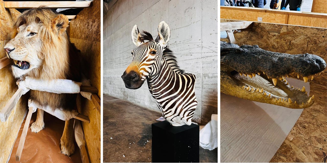 Trabzon'da 19 yaban hayvanı trofesi ele geçirildi