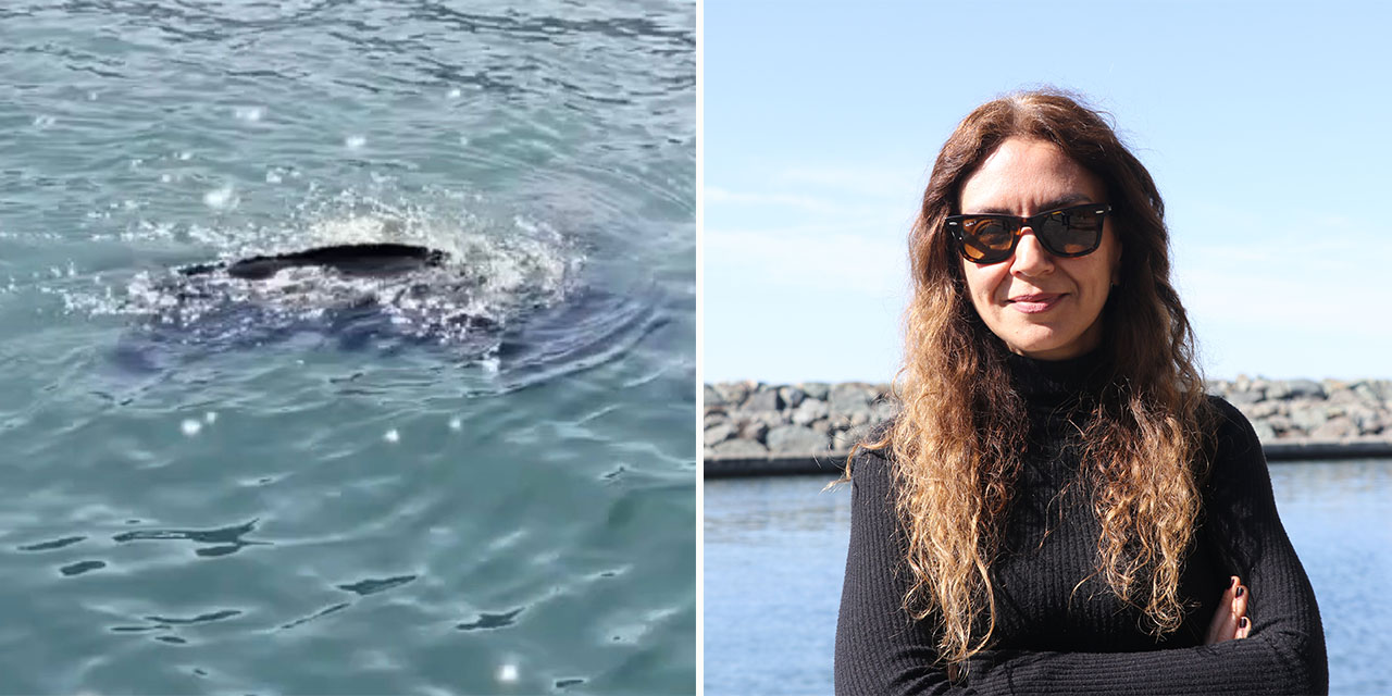 Rize'de deri sırtlı deniz kaplumbağası görüldü
