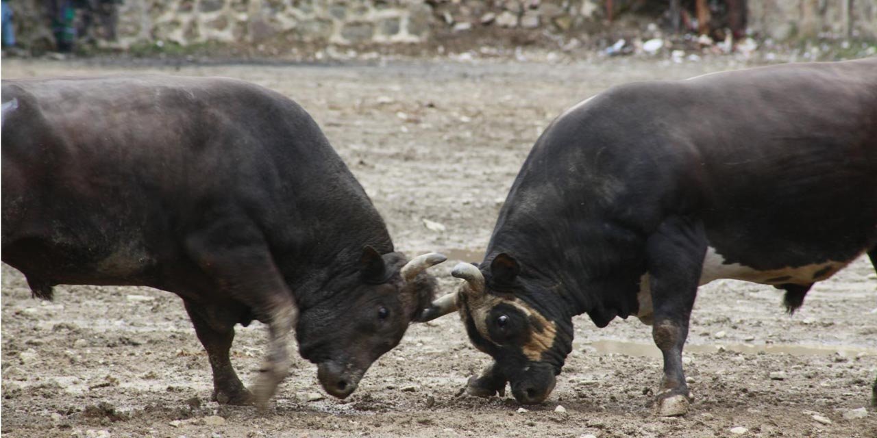Artvin’de boğa güreşleri ilgiyle izlendi
