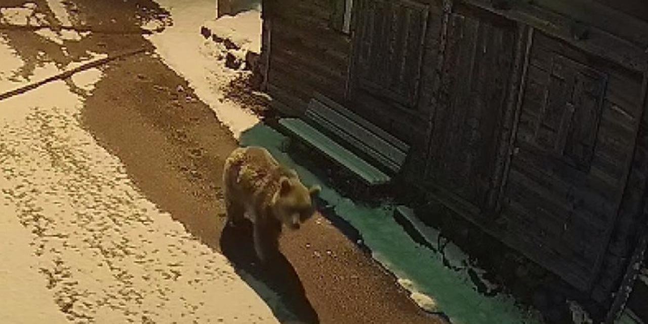 Yayla evlerine girip, mahallelerde dolaşan ayılar kamerada