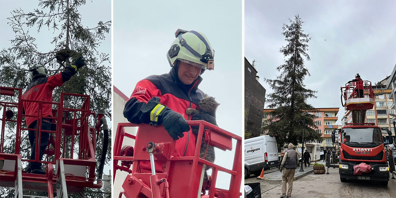 Rize’de Kedi Operasyonu: Sosyal Medya Baskısı İhmali Yendi!