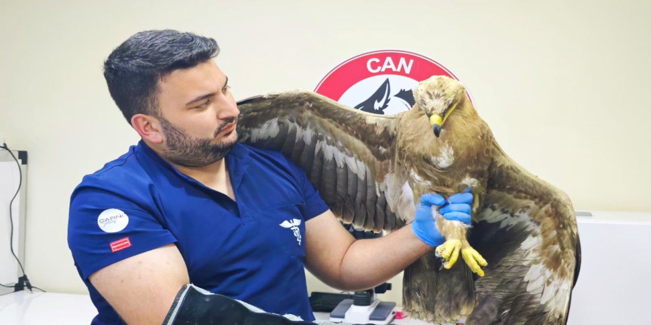 Vadide bitkin halde bulunan bozkır kartalı tedaviye alındı