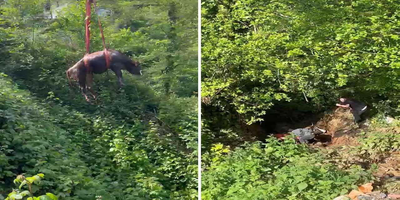 Rize'de dere yatağına düşen inek, vinçle kurtarıldı