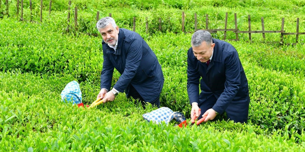 Trabzon'da yaş çay sezonu dualarla açıldı