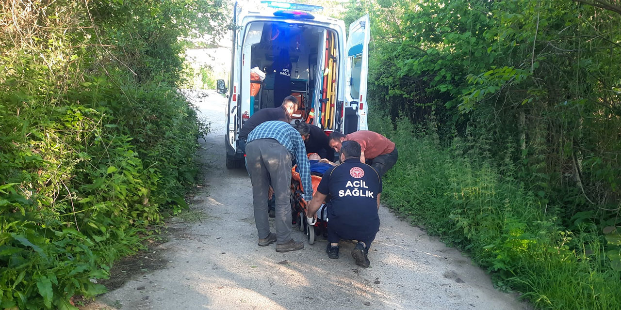 Kastamonu’da bal arısı hastanelik etti