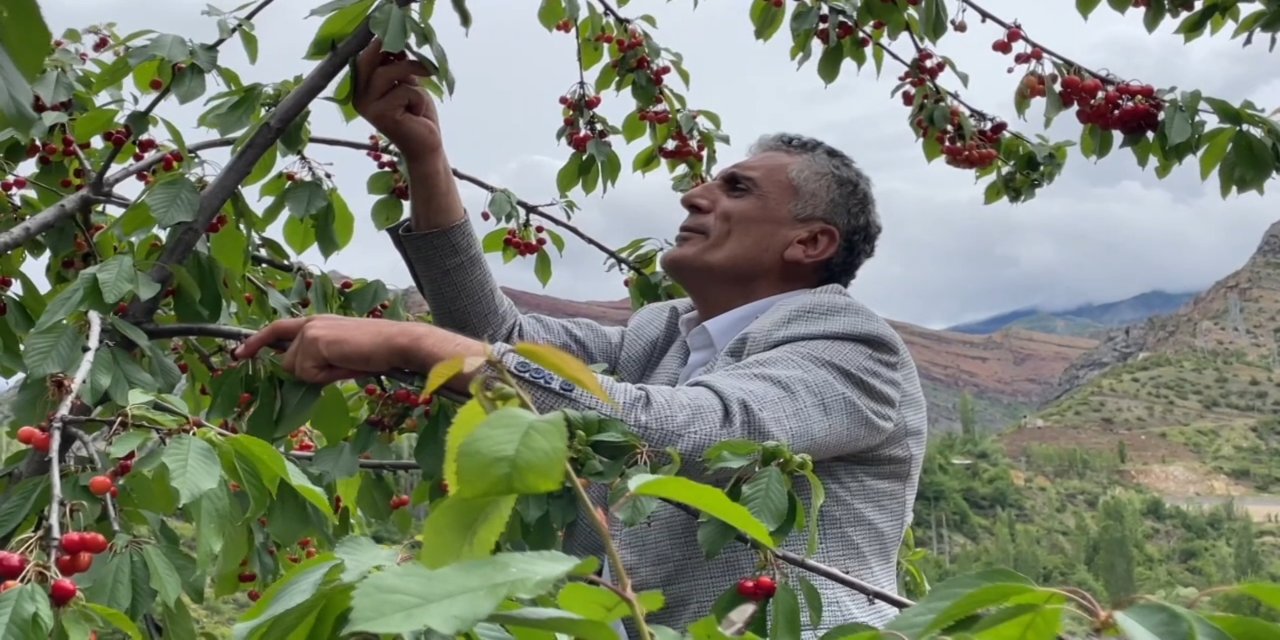 Artvin'de çiftçilerin gecikmeli kiraz mesaisi