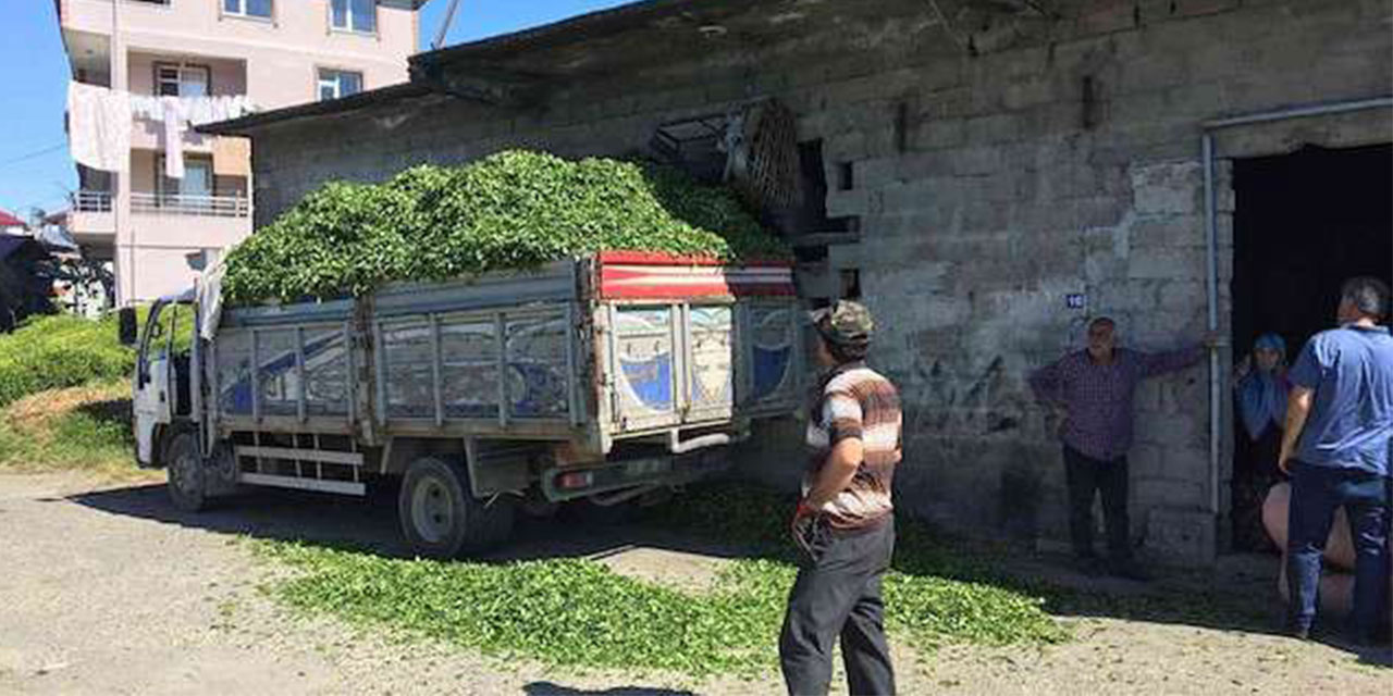 Rize'de Kurban Bayramı Sonrası Yaş Çayda Kaos Kapıda!