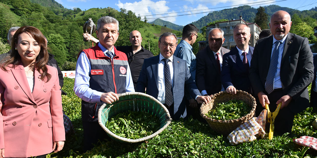 Artvin'de geleneksel çay hasadı etkinliği düzenlendi