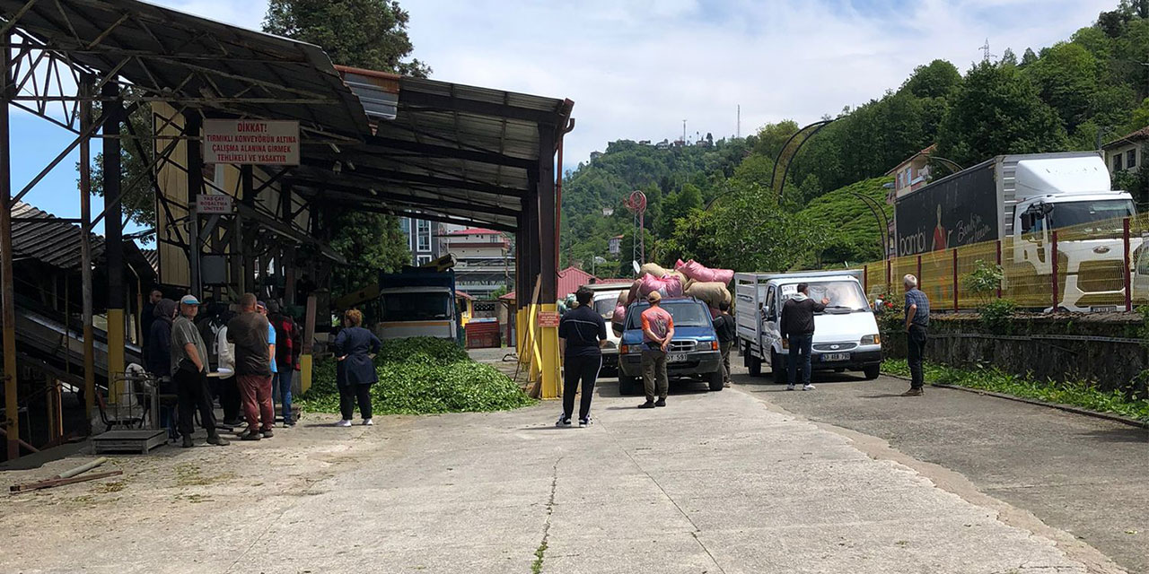 Rize’de yaş çayda nakliye krizi büyüyor, bayramdan sonra çay üreticilerini kaos ve kabus bekliyor