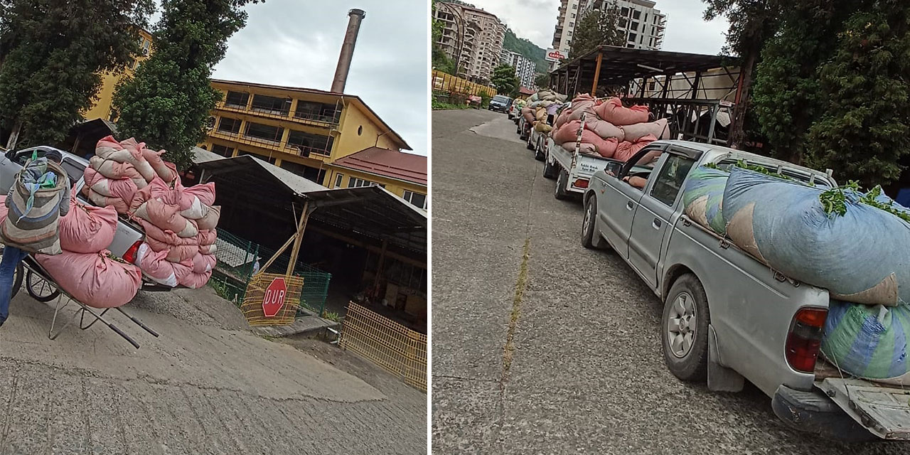 Rize’de Nakliye Boykotu Çay Üreticisini Vurdu! Üreticiler Çaylarını Fabrikaya Taşıyor